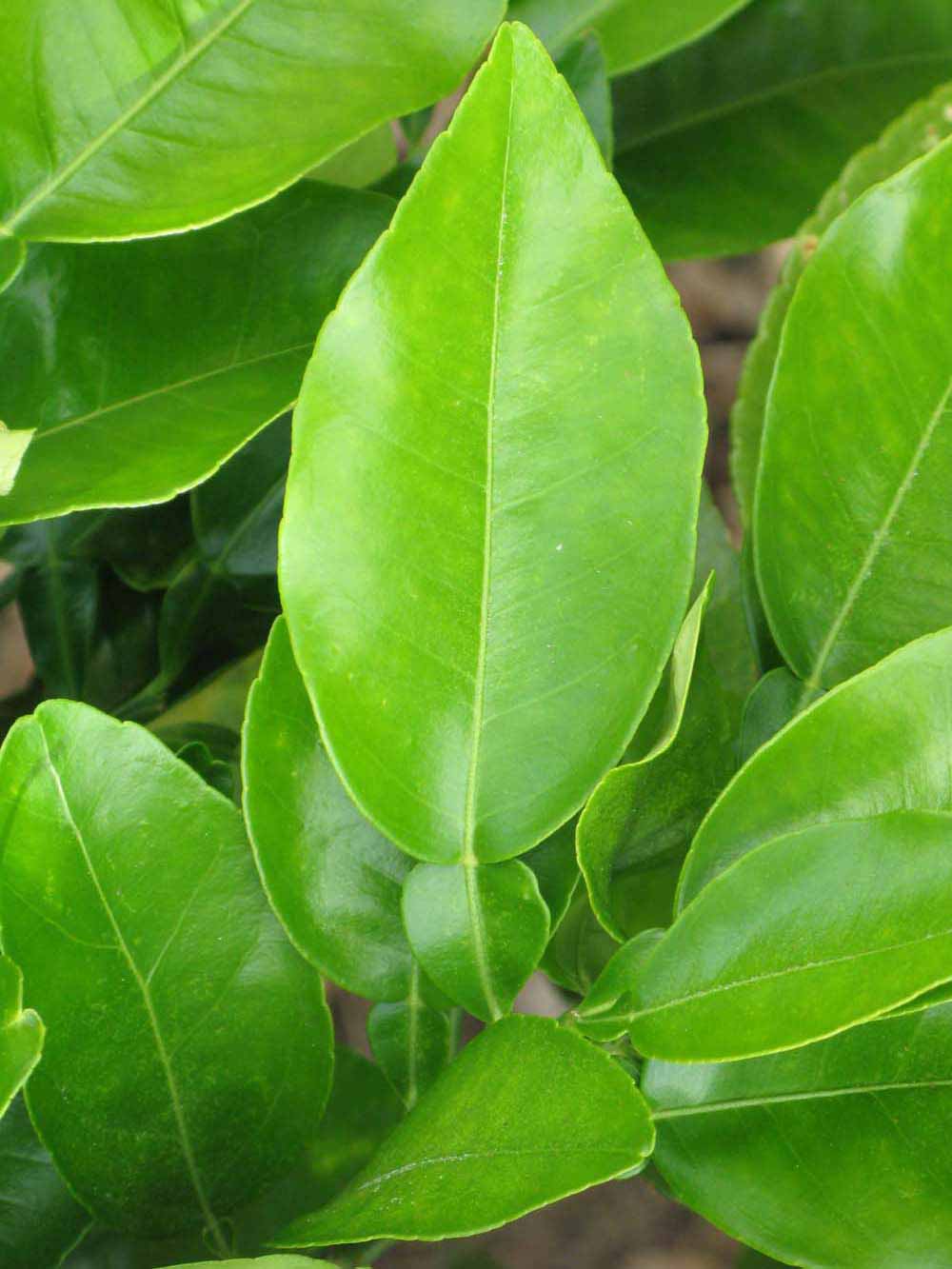              Unifoliolate leaf (Winter Haven, FL)       